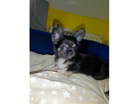 Şivava Bir Dişi Ve Bir Erkek Şivava