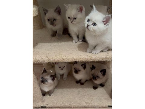 Bakımları Özenle Yapılmış British Shorthair Yavrular