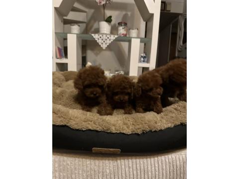 Teslime Hazır Orjinal Toy Poodle