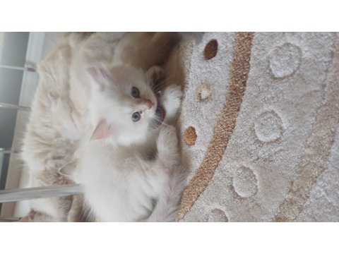 British 2 Aylık Maviş