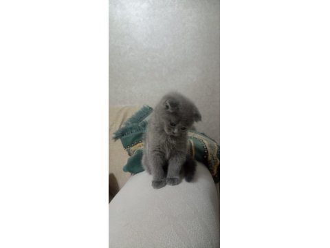 Scottish Fold 24 Nisan Doğumlu 2 Aylık Kediler