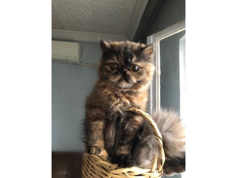 Sevimli İran Kedim Yeni Yuvasını Arıyor