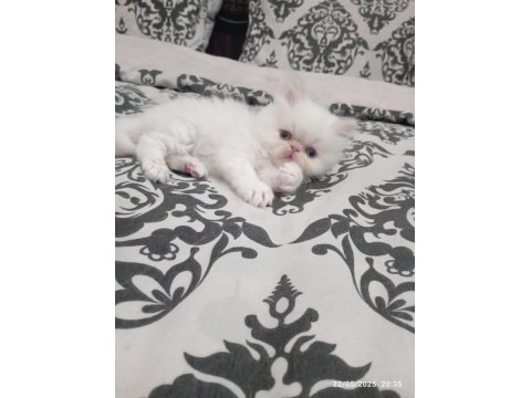 İran Persian Longhair