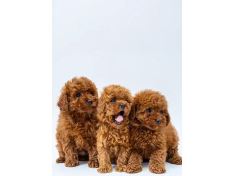 Mükemmel Poodle Yavrular