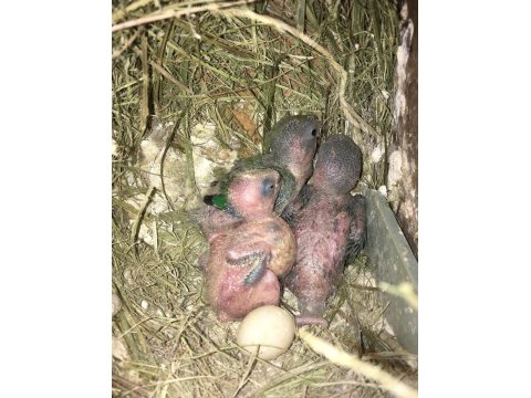 Sevda Papağanı Aşk Kuşu Yeni Yuvasını Arıyor