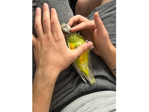 Full Evcil 6 Aylık Yavru Senegal Papağanı