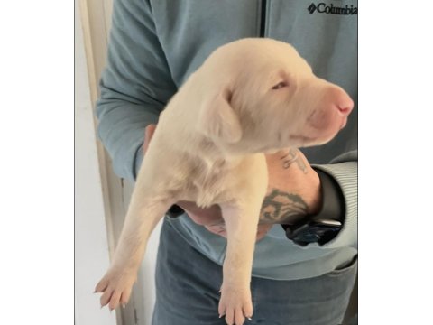 Pink Doberman Yavrularımız Almanyadan İthal Üst Kalite