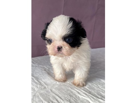 Teacup Mavi Göz Shih-Tzu Kızım