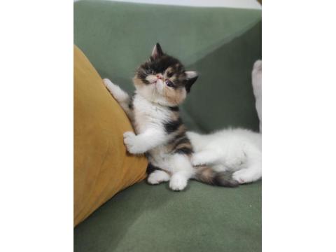 Yeni Yuvasını Arıyor Kedimiz