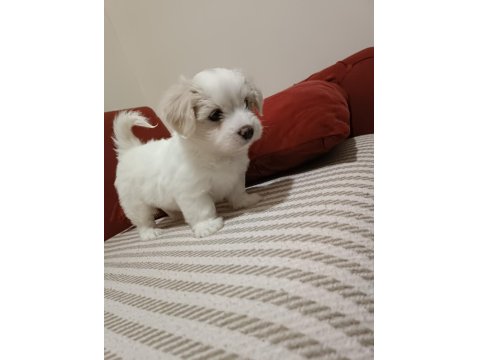 Oldukça Sevimli Orijinal Maltese Bebeklerimiz