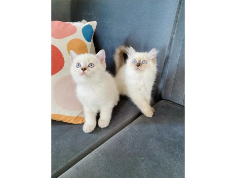 British Shorthair Ve Longhair Safkan Yuvarlak Kafa Bebekler