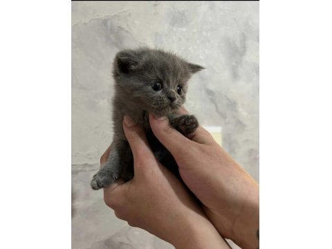British Shorthair Ve Scottish Yavruları