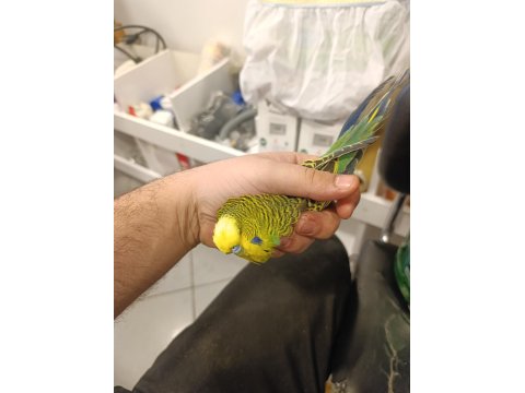 Show Muhabbet Kuşu 2025