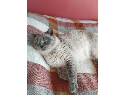 British Blue Point Ve Scottish Fold