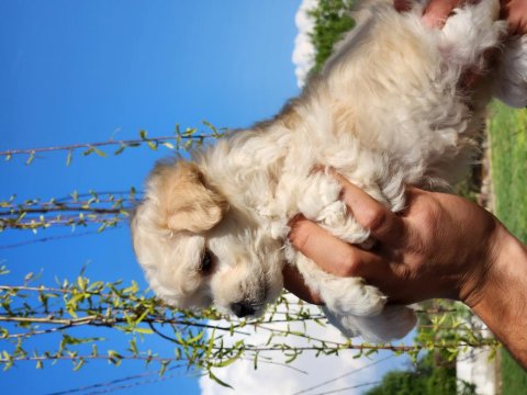Mini Boy Maltipo Bebekler