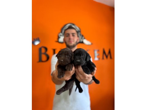 Cana Yakın Labrador Yavrularımız Yeni Sahibine Hazır