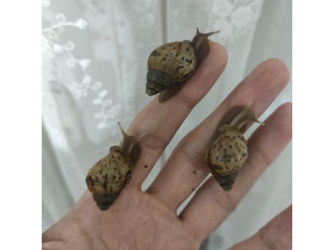 Dev Afrika Salyangozu (Kargo İmkanı)