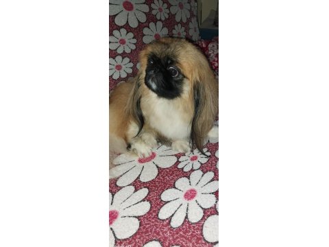 Gerçek İmperial Pekinezler