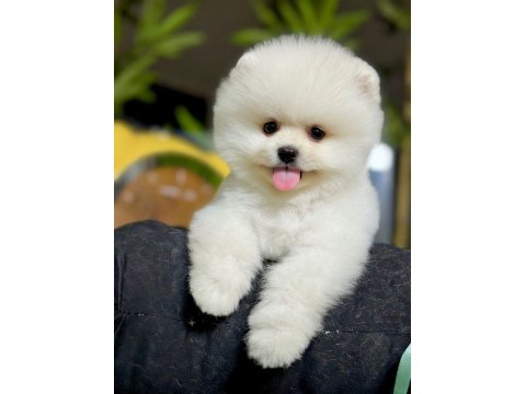 Üst Düzey Pomeranian Boo Yavrularımız