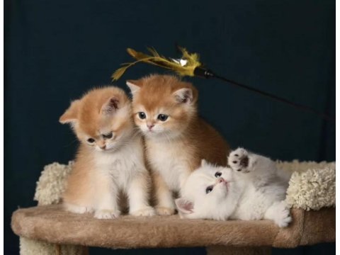 British Shorthair Golden Ve Longhair Yavrular
