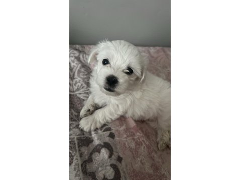Terrier Maltese Yavrusu Eğlenceli Ve Çok Akıllı