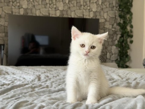 Safkan British Shorthair Beyaz Yavru