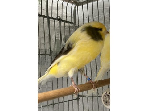 Erkek Yorkshire Kanarya