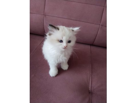 45 Günlük Orjinal Ragdoll Yavruları