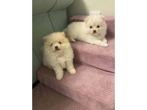 Erkek Pomeranian Yavrumuz