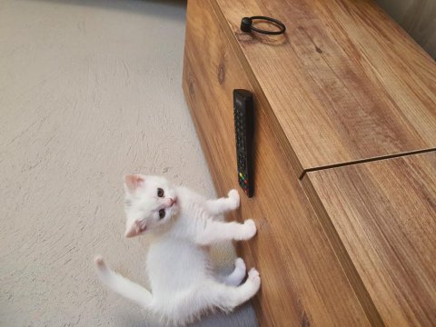 Kar Beyaz British Shorthair Sağlıklı Oyuncu Canlar