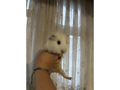 Erkek Sheltie Guinea Pig