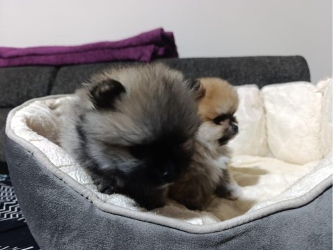 Şampiyon Babadan Erkek Dişi Pomeranian Yavrular