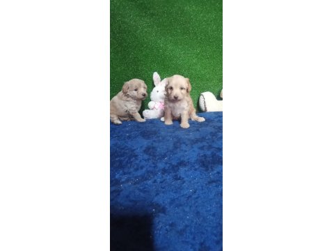 Harika Maltipoo Minikler