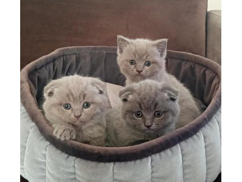9 Mart Doğumlu Scottish Fold