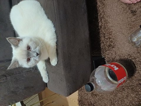 British Shorthair Kızımız Şekeri Sahiplendirmek İstiyorum