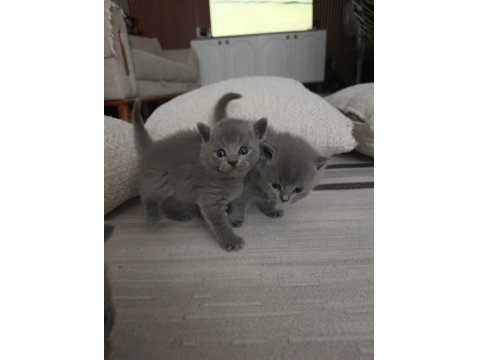 Gümüş Kardeş Kediler