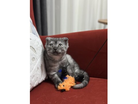 Boncuk Bakışlı Scottish Fold Kızım