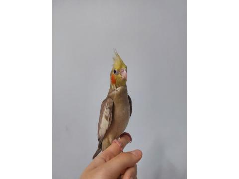 El Besleme Yavru Sultan Papağanı