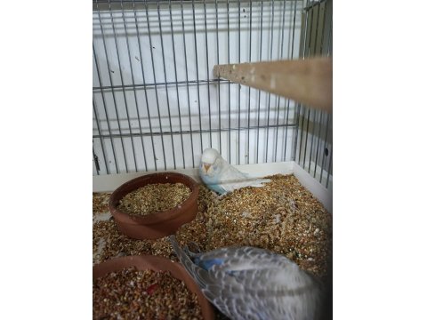 Mutasyon Üst Vasıf Show Muhabbet Kuşu Yavrular