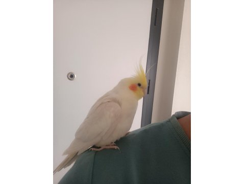 Çift Olarak Tamamen Evcil Sultan Papağanları