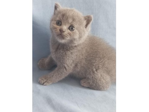 British Shorthair Scottish Fold Yavru Kedimiz