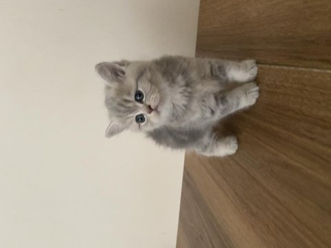 British Shorthair Dişi Kedim