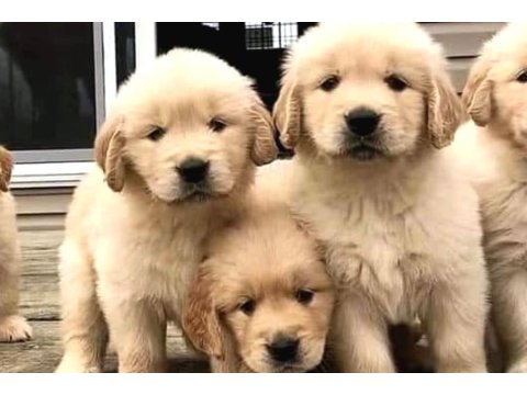 2 Aylık Golden Retriever Yavrularımız