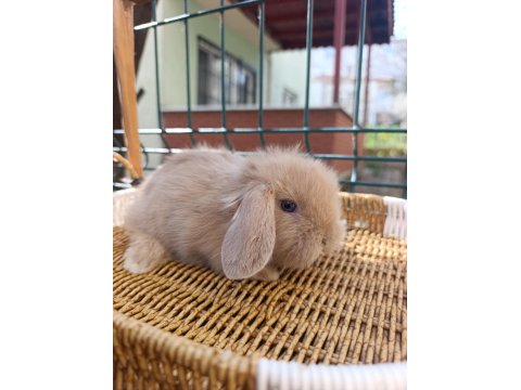 Hollanda Teddy Lop Tavşan Yavrular