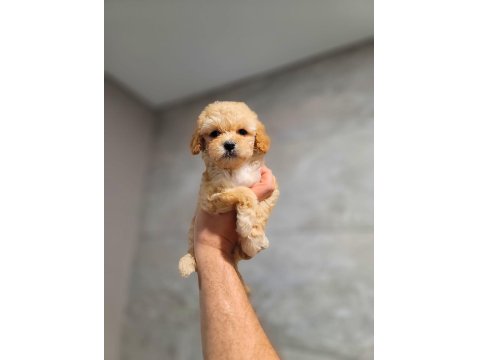 Toy Poodle Cinsi Yavrular Büyümez