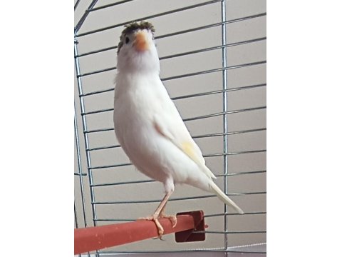 10 Aylık Erkek Ötümde Kanarya