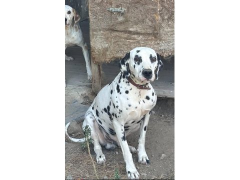 Orijinal Dalmaçyalı Yavrular - Enerjik Ve Asil Irk