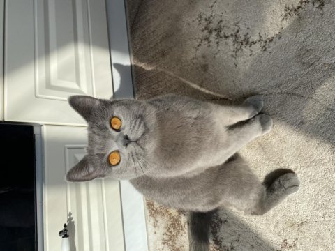British Shorthair Dişi Uyguna Bırakacağım