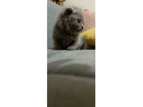 İki Aylık Dişi Acil British Longhair