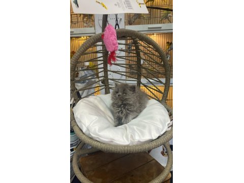 Bebek British Longhair